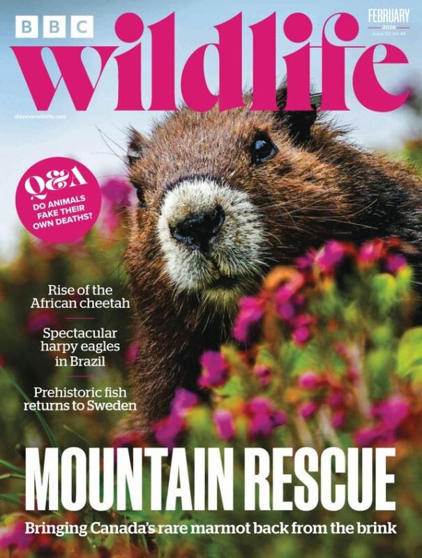 BBC Wildlife  Magazine UK Edition